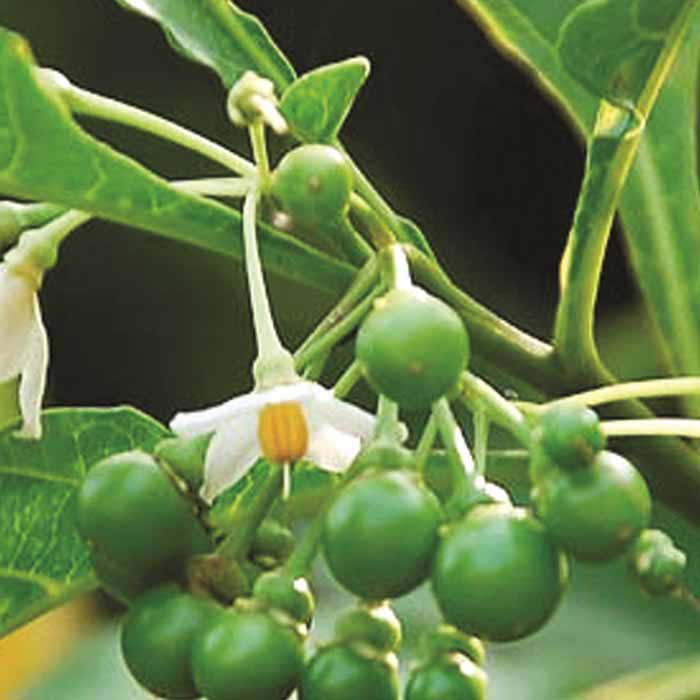 Đặc sản cà đắng mọc dại bên đường ở Tây Nguyên