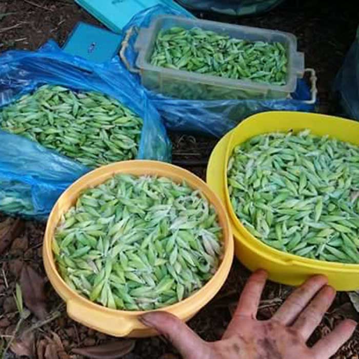 Đặc sản 30 năm mới được ăn lại, cô gái khiến dân mạng người chảy nước miếng kẻ nổi da gà