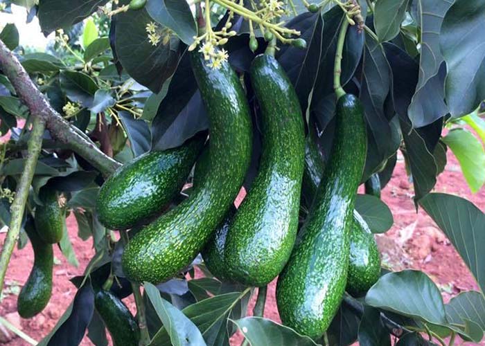 Giống bơ 034 tiềm năng suất khẩu