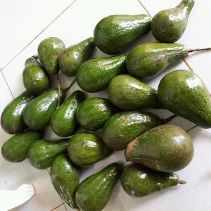 Giá bơ đắt đỏ vẫn được khách chuộng mua