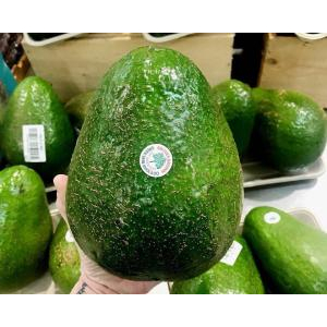 Loại bơ lớn nhất thế giới giá hơn 270000 đồng một quả