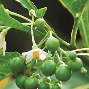 Đặc sản cà đắng mọc dại bên đường ở Tây Nguyên