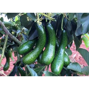 Giống bơ 034 tiềm năng suất khẩu